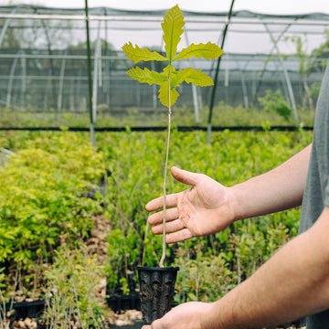 Image of swamp white oak seedling.